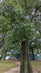 Quercus montana