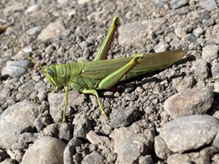 Schistocerca shoshone