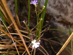 Stylidium candelabrum