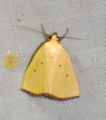 Marimatha nigrofimbria