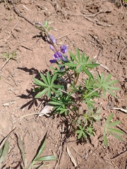 Lupinus gibertianus