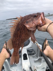 Sebastes auriculatus