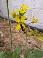 Melangyna viridiceps