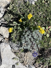 Senecio aronicoides