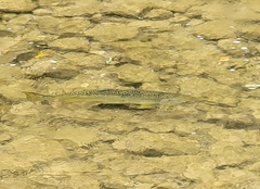 Oncorhynchus tshawytscha