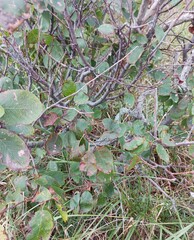 Amelanchier bartramiana