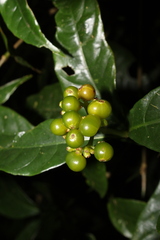 Palicourea valeriana