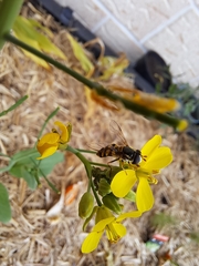 Melangyna viridiceps