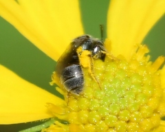 Lasioglossum imitatum