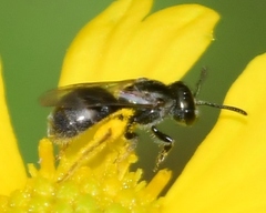 Lasioglossum imitatum