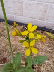 Melangyna viridiceps