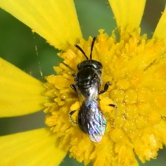 Lasioglossum imitatum