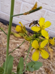 Melangyna viridiceps