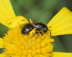 Lasioglossum imitatum