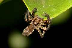 Asthenoctenus borellii