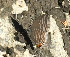 Jamides celeno aelianus