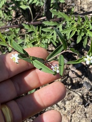Euphorbia pubentissima