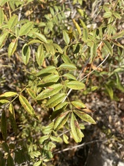 Glycyrrhiza lepidota