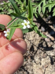 Euphorbia pubentissima