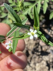 Euphorbia pubentissima