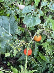 Solanum capsicoides