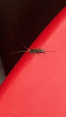 Ctenolepisma longicaudatum