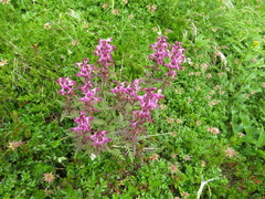 Pedicularis chamissonis