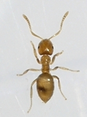 Brachymyrmex depilis