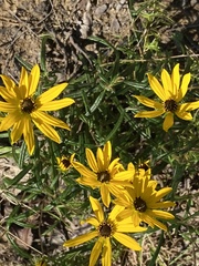 Helianthus angustifolius
