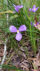 Patersonia