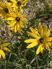Helianthus angustifolius
