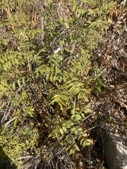 Glycyrrhiza lepidota