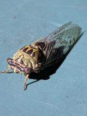 Neotibicen pruinosus