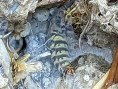 Vespula pensylvanica