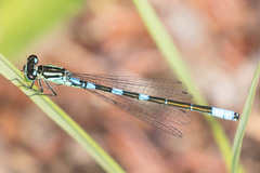 Coenagrion resolutum