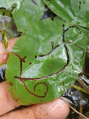 Polypedilum braseniae