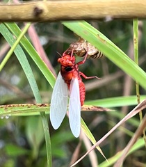 Huechys sanguinea
