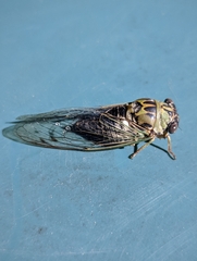 Neotibicen pruinosus