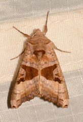 Phlogophora periculosa