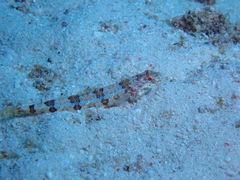 Synodus dermatogenys