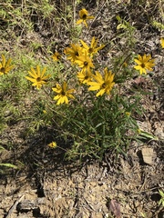 Helianthus angustifolius