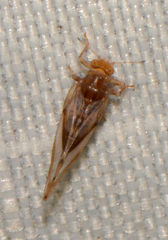 Phylloplecta tripunctata