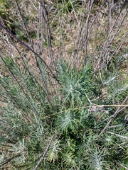 Lessingianthus plantaginodes