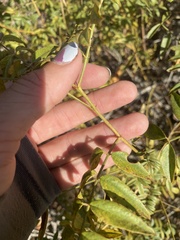 Glycyrrhiza lepidota