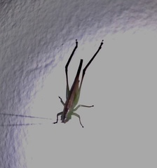 Conocephalus cinereus