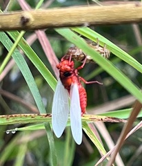 Huechys sanguinea