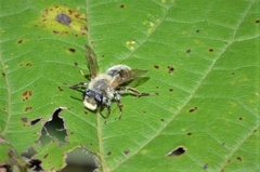 Andrena hirticincta