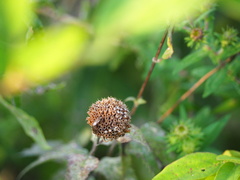 Menthinae