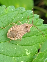 Homoeocerus dilatatus
