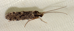 Polycentropodidae